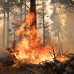 2021 was recorded as the 6th hottest year.