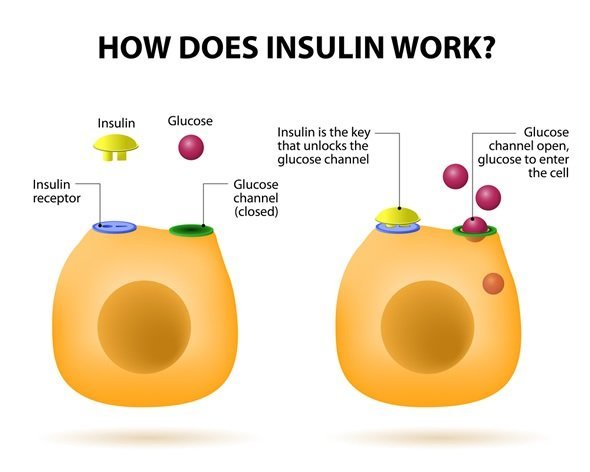 How does Insulin Works?