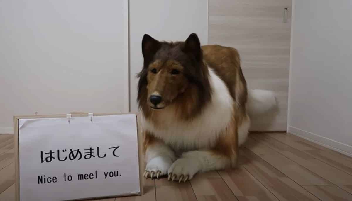 dog