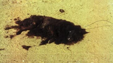 Dead Dog Air Freshener