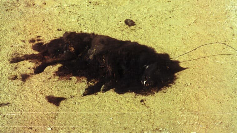 Dead Dog Air Freshener