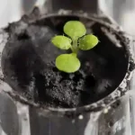 Scientists grow plants on the Moon