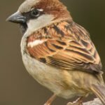 spoof police article