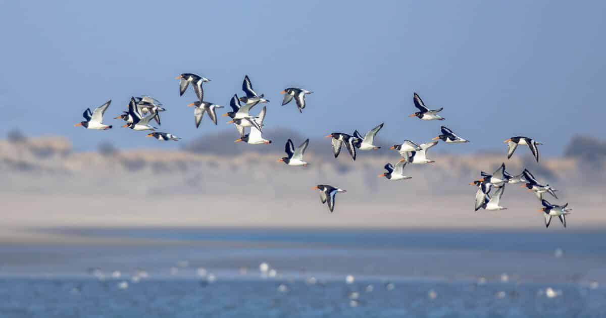 Bird Migration