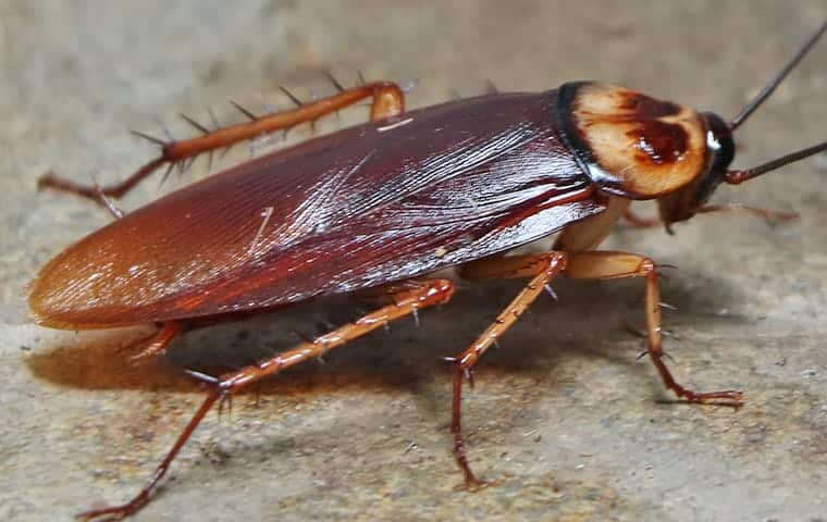 Cockroaches Released During Court Hearing Session
