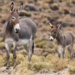 Donkey Population In Pakistan