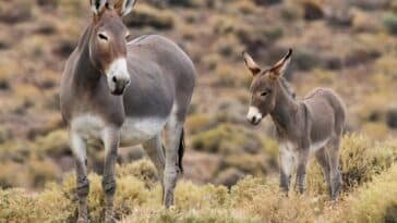 Donkey Population In Pakistan