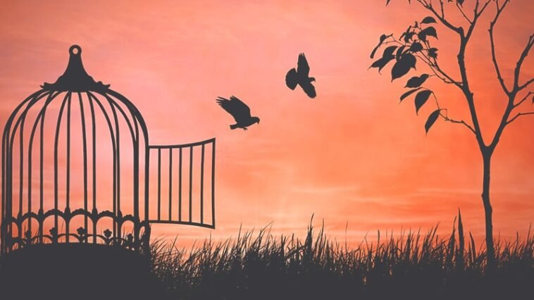 Freedom article