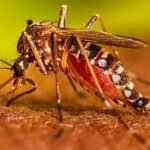 The Outbreak Of Dengue In Pakistan