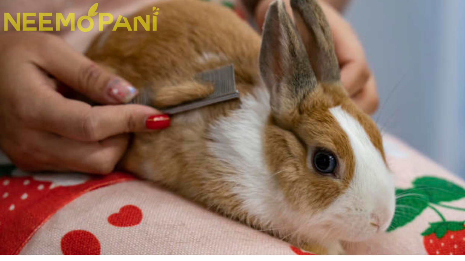 Pet rabbits enjoy bunny resort in Hong Kong - Neemopani