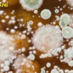 Dangerous Fungi Spread