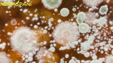 Dangerous Fungi Spread