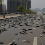 Weird Fish rain experienced in Australia