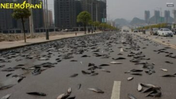 Weird Fish rain experienced in Australia