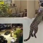 Leopard spotted in DHA 2