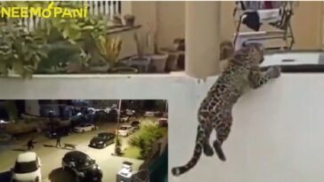 Leopard spotted in DHA 2