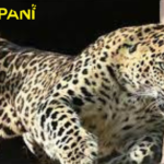 Islamabad Police is looking for the Leopard's Owner