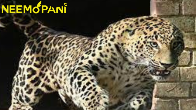 Islamabad Police is looking for the Leopard's Owner