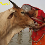 Twitter in fits after India asks people to ‘hug cows’