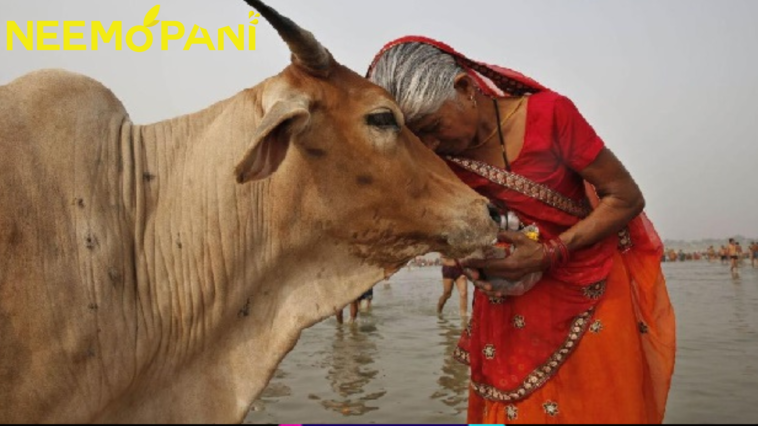 Twitter in fits after India asks people to ‘hug cows’