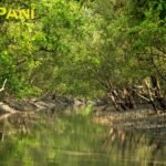 Bangladesh to put hands in cleaning the forests