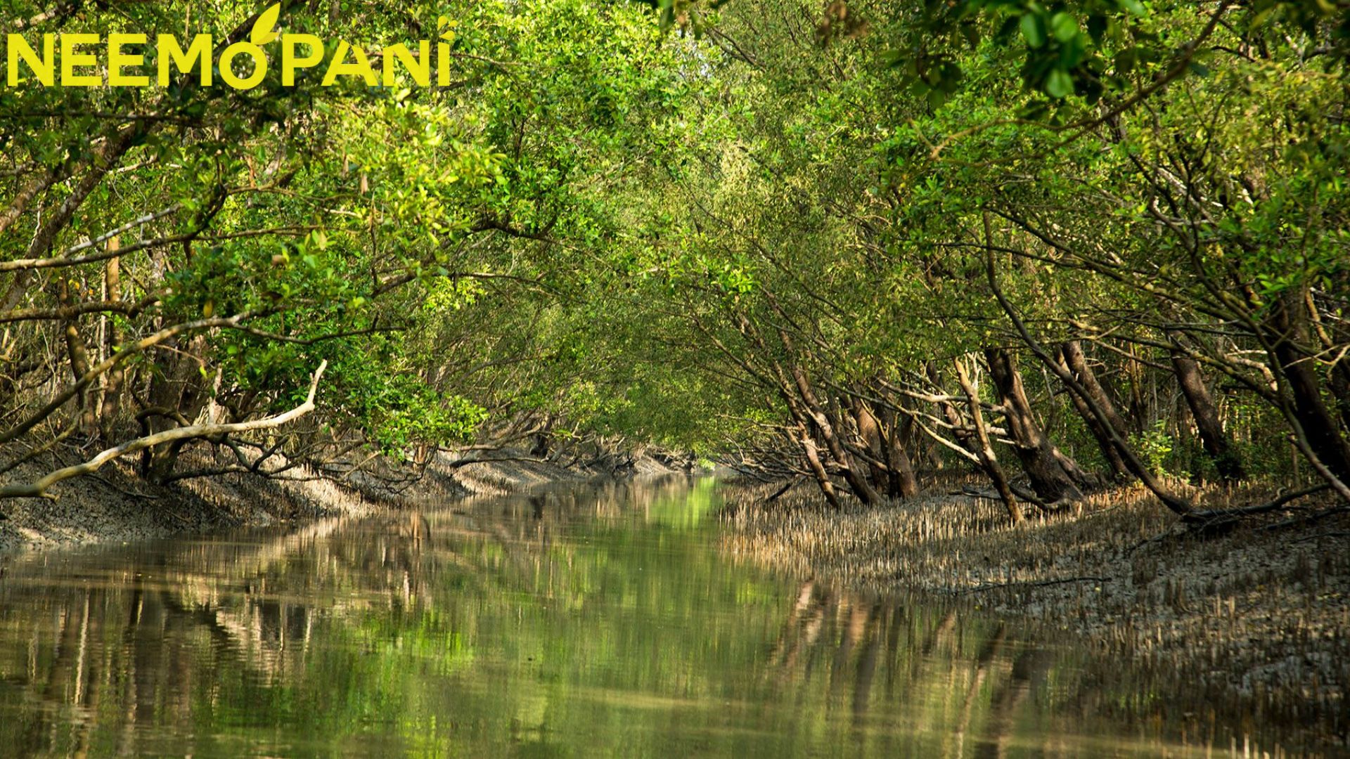 Bangladesh to put hands in cleaning the forests