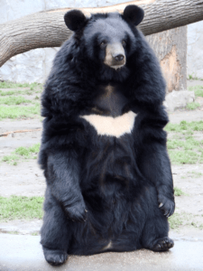 7 Exquisite Animals You Won't Believe Exist in Pakistan