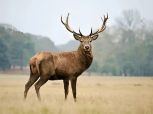 7 Exquisite Animals You Won't Believe Exist in Pakistan